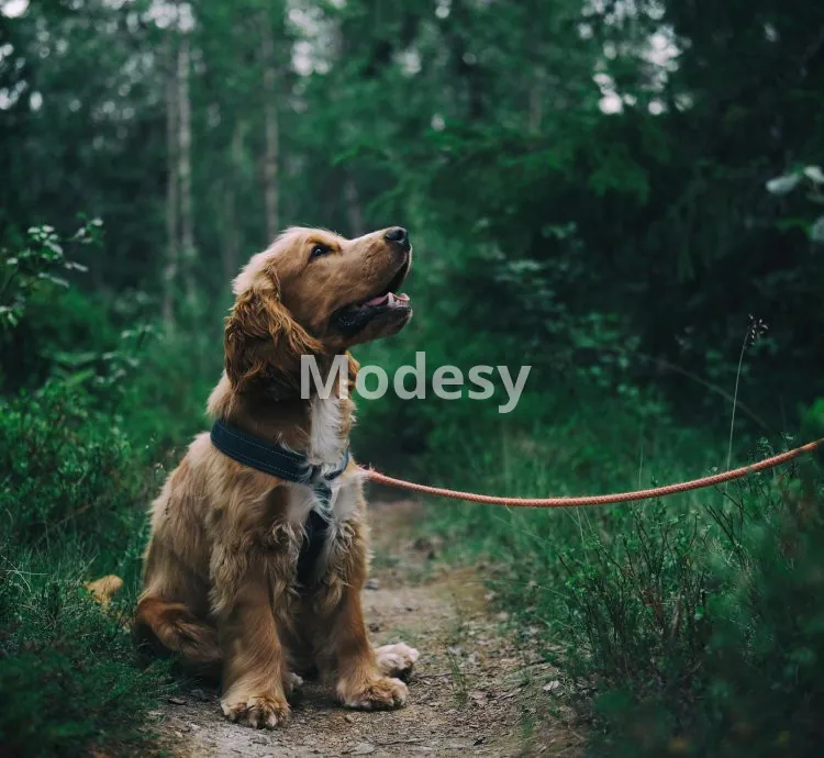 Adorable animals photo pack