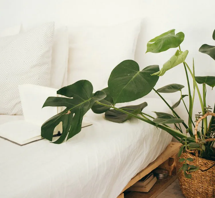 Vastu plants for your house