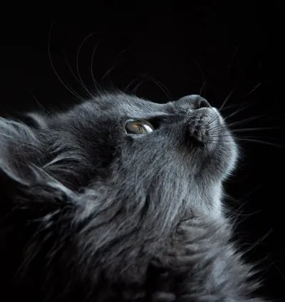 Adorable animals photo pack